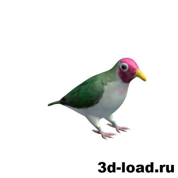 3d модель Розовоголовый пёстрый голубь